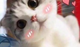 娱乐吃瓜酱内向的小猫,内向小猫的娱乐吃瓜日常